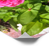 Poster Papillon sur l'affiche rose Zinnia (Coin)