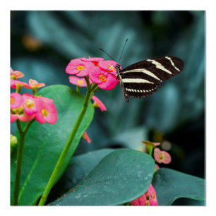 Poster Papillon sur photographie de fleur rose
