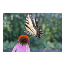 Papillon sur un confleur pourpre