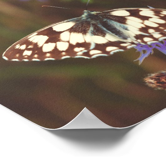 Poster Papillon sur une fleur bleue (Coin)