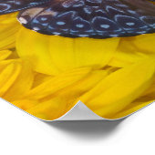 Poster Papillon sur une fleur jaune (Coin)