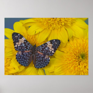 Poster Papillon sur une fleur jaune