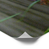 Poster Papillon Swallowtail (Coin)