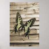 Poster Papillon Swallowtail (Devant)