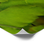 Poster Papillon swallowtail américain (Coin)