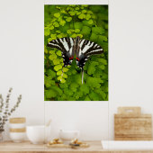 Poster Papillon swallowtail américain (Cuisine)