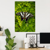 Poster Papillon swallowtail américain (Bureau à domicile)
