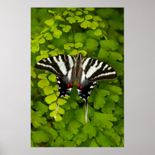 Poster Papillon swallowtail américain