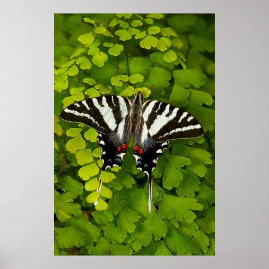 Poster Papillon swallowtail américain (Devant)