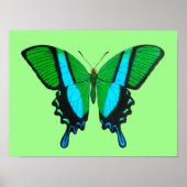 Poster Papillon Swallowtail en vert, turquoise et noir (Devant)