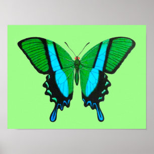 Poster Papillon Swallowtail en vert, turquoise et noir