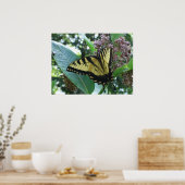 Poster Papillon Swallowtail I sur Asclépiade à Shenandoah (Cuisine)