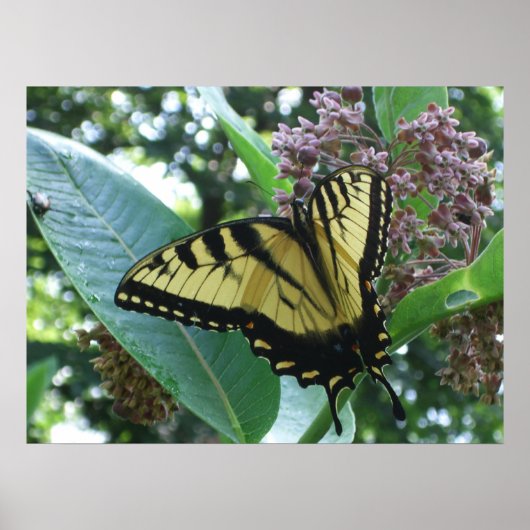 Poster Papillon Swallowtail I sur Asclépiade à Shenandoah (Devant)