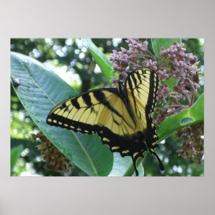 Poster Papillon Swallowtail I sur Asclépiade à Shenandoah