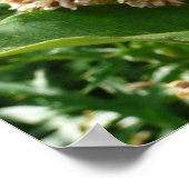 Poster Papillon Swallowtail II à Shenandoah (Coin)