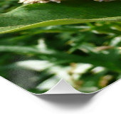 Poster Papillon Swallowtail II à Shenandoah (Coin)