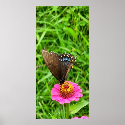 Poster Papillon swallowtail noir sur une fleur rose (Devant)