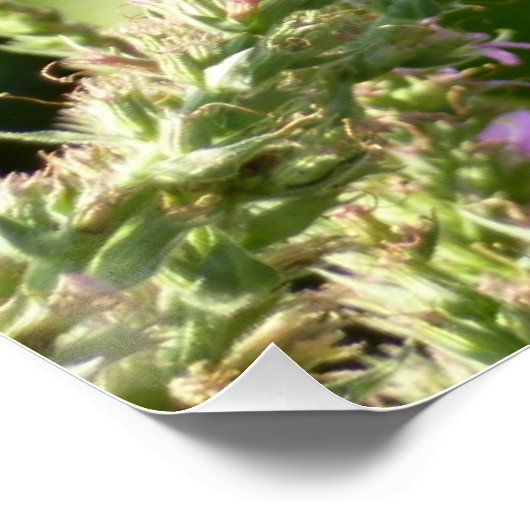 Poster Papillon Swallowtail sur Fleurs sauvages pourpres (Coin)