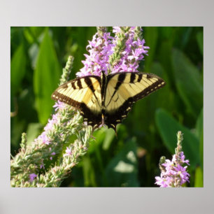 Poster Papillon Swallowtail sur Fleurs sauvages pourpres