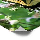 Poster Papillon swallowtail sur la monarde (Coin)