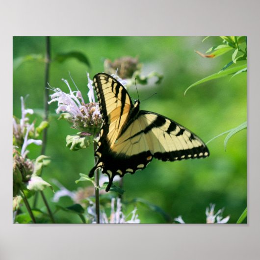 Poster Papillon swallowtail sur la monarde (Devant)