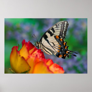 Poster Papillon swallowtail tigre de l'est sur une rose