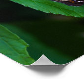 Poster Papillon tacheté (Coin)