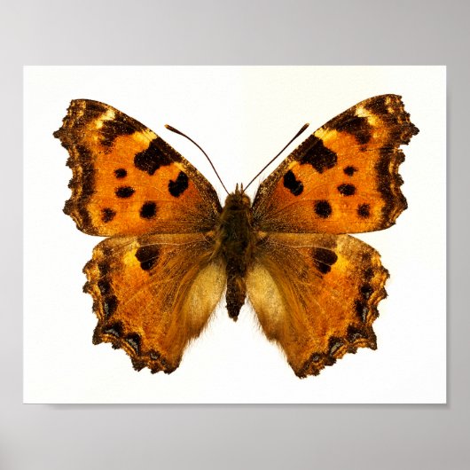 Poster Papillon Tortoiseshel Blackleg isolé Carte postale (Devant)