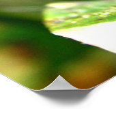 Poster Papillon transparent bleu, Costa Rica (Coin)