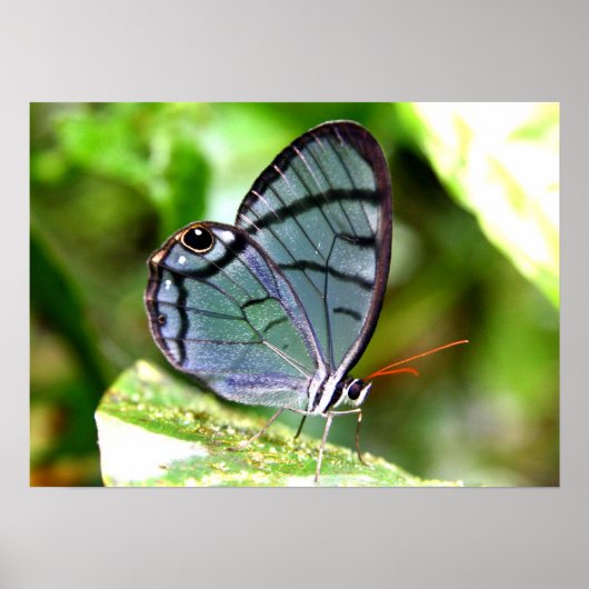 Poster Papillon transparent bleu, Costa Rica (Devant)