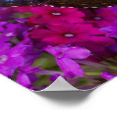 Poster Papillon tropical de Sammamish Washington (Coin)