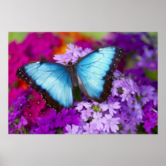 Poster Papillon tropical de Sammamish Washington (Devant)