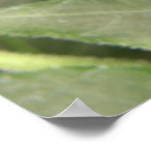 Poster Papillon tropical noir et blanc (Coin)