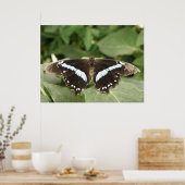 Poster Papillon tropical noir et blanc (Cuisine)