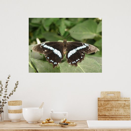 Poster Papillon tropical noir et blanc (Cuisine)