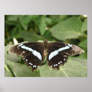 Poster Papillon tropical noir et blanc