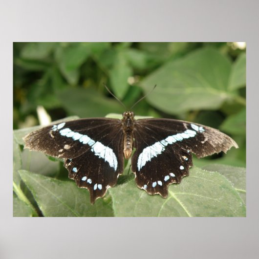 Poster Papillon tropical noir et blanc (Devant)