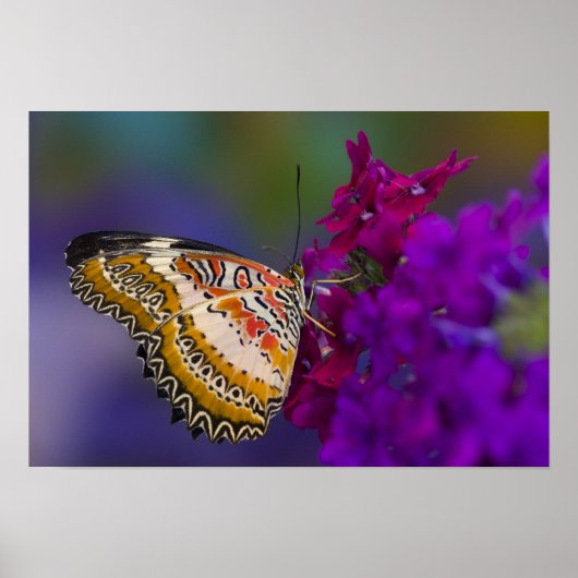 Poster Papillon Tropical sur Fleurs Violettes (Devant)