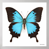 Poster Papillon Ulysse (Devant)