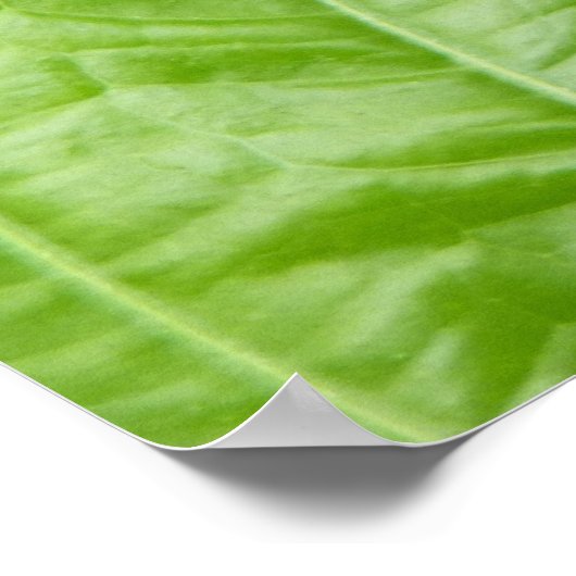 Poster papillon vert (Coin)