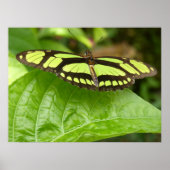 Poster papillon vert (Devant)