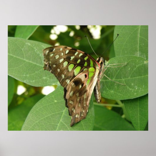Poster Papillon vert Iridescente tropicale (Devant)