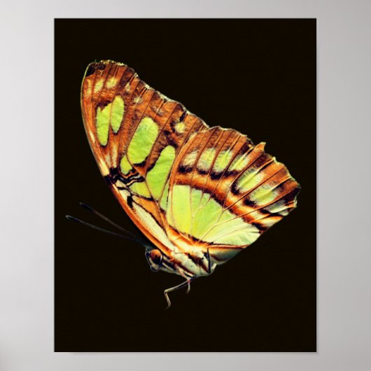 Poster Papillon vert Malachite Posant gros plan (Devant)