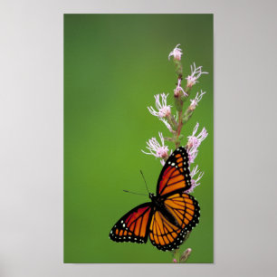 Poster Papillon Viceroy