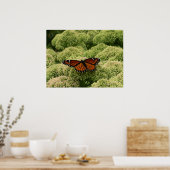 Poster Papillon Viceroy Belle photographie de la nature (Cuisine)