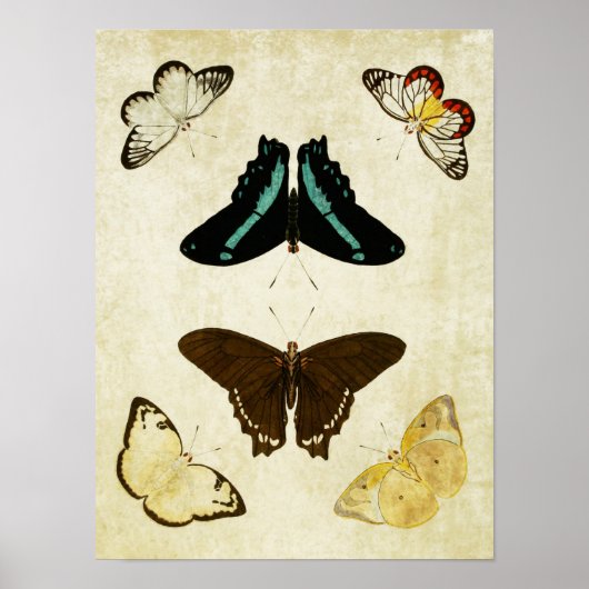 Poster Papillon vintage 187 (Devant)