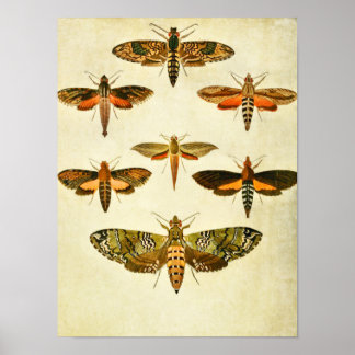 Poster Papillon vintage 301