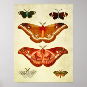 Poster Papillon vintage 322