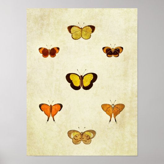 Poster Papillon vintage 331 (Devant)