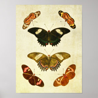 Poster Papillon vintage 350